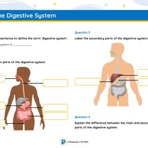 4S03AH Master The Digestive System